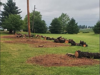 Cut tree trunk sections and firewood rounds laid out across a field after a Somers Lawn & Tree removal in Fayette County, Ohio