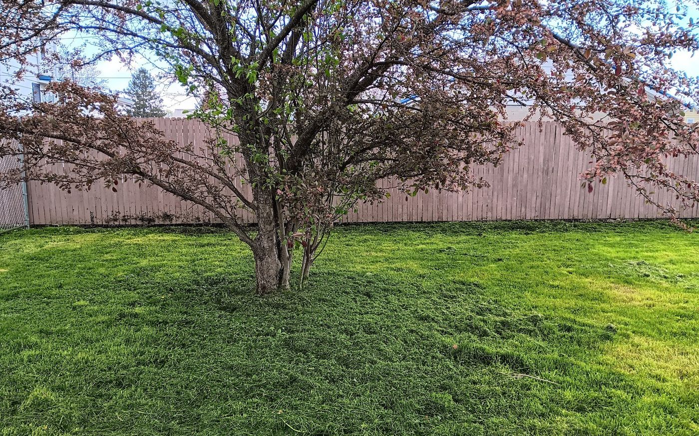 Freshly mowed lawn under a mature shade tree maintained by Somers Lawn & Tree in Washington Court House, Ohio